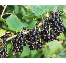 Ribes nigra  ´Kopanija´/ Ríbezľa čierna, kmienok, 2-3 výh., VK