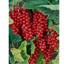 Ribes rubrum ´Maraton´ / Ríbezľa červená, ker 2-3 výh., VK