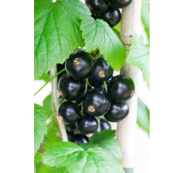 Ribes nigra ´Bona´ / Ríbezľa čierna, ker, 4-5 výh., VK