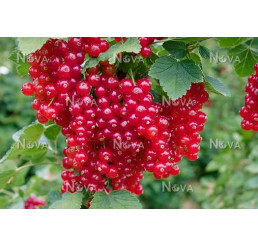 Ribes rubrum ´Red Lake´ / Červená ríbezľa, krík, 2-3 výh.