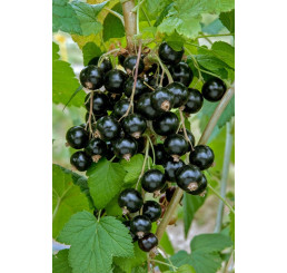 Ribes nigra  ´Sofijevskaja´/ Ríbezľa čierna, ker, 2-3 výh., VK