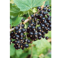 Ribes nigra ´Tiben´ / Ríbezľa čierna, kmienok, 4-5 výh.