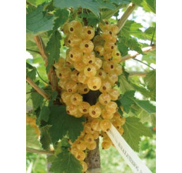 Ribes rubrum ´Blanka´ / Biela ríbezľa, kmienok, 2-3 výh.
