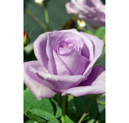 Rosa ´Lady X´ / Ruža čajohybrid, krík, BK