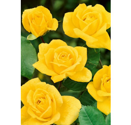 Rosa ´Arthur Rio´ / Ruža mnohokvetá žltá, krík, C2