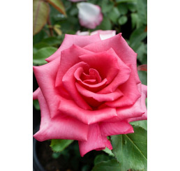 Rosa ´Luzia Nistler´ / Ruža čajohybrid, krík, BK