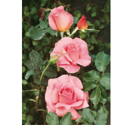 Rosa ´Sultane´ / Ruža čajohybrid, krík, C3