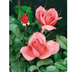 Rosa ´Bel Ange´ / Ruža čajohybrid ružová, krík, BK