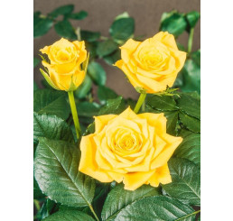 Rosa ´Golden Perfume´ / Ruža čajohybrid, krík, BK