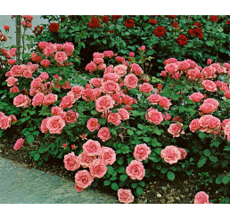 Rosa ´Kimono´ / Ruža mnohokvetá ružová, krík, BK
