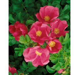 Rosa rugosa / Ruža vráskavá, bal. 10 ks VK, 30-50 cm, na živý plot