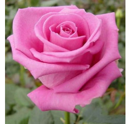 Rosa ´Aquatica´ / Ruža čajohybrid, krík, BK