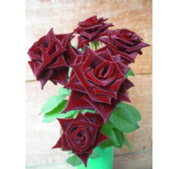 Rosa ´Black Matisse´ / Ruža čajohybrid, krík, C3