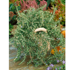 Rosmarinus off. ´Riviera Compact´/ Rozmarín previsnutý, 15-20 cm, K7