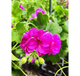 Pelargonium peltatum ´Rosy´ / Muškát previslý, bal. 6 ks, 6x K7