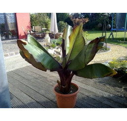 Ensete ventricosum cv. maurellii / Červenolistý banánovník, C2