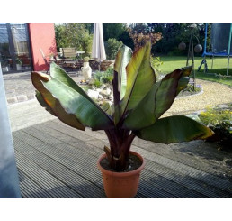 Ensete ventricosum cv. maurellii / Červenolistý banánovník, K10,5