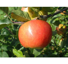 Malus domestica ´Rubinola´ / Jabloň, M9