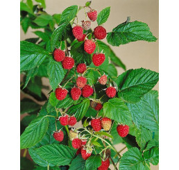 Rubus idaeus ´Williamette´ / Malina červená, K11
