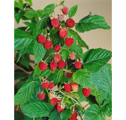 Rubus idaeus ´Williamette´ / Malina červená, K11