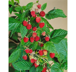 Rubus idaeus ´Williamette´ / Malina červená, 60/80, K12