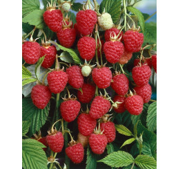 Rubus idaeus ´Autumn Bliss´ / Malina červená, 80-100 cm, K11