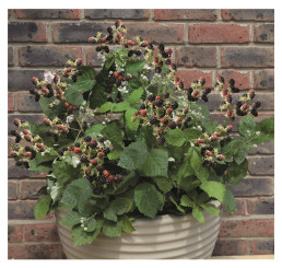 Rubus fruticosus ´Coolaris® Patio Black´ / Ostružina / Beztŕňová černica, K9
