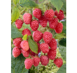 Rubus idaeus ´Delniwa´ / Malina červená, 80-100 cm, K9, zostrihnuté