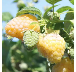 Rubus idaeus Summer Lovers® Garden Golden´/ Malina žltá, K9