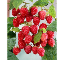Rubus idaeus ´Himbo Top´ / Malina červená,60/80, K12