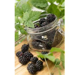 Rubus fruticosus ´Arapaho´® / Beztŕňová černica, K12