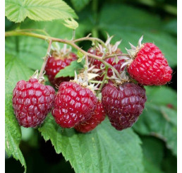 Rubus idaeus ´Summer Lovers® Early´ / Malina červená, K9