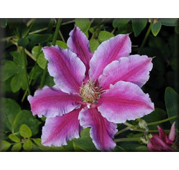 Clematis ´Dr. Ruppel´ / Plamienok, K9