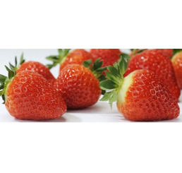 Fragaria ananassa ´Saga´ / Stredne skoro plodiaca jahoda, bal. 10 ks, VK