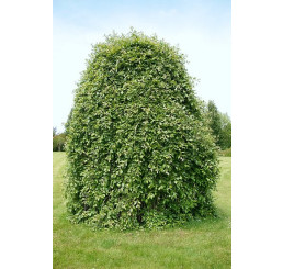 Salix caprea ´Kilmarnock´ / Vŕba rakytová previsnutá, 150 cm kmienok, C10