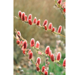 Salix gracilistyla ´Mount Aso´ / Vŕba ružová, 80-100 cm, ker, C3