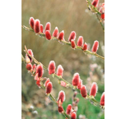 Salix gracilistyla ´Mount Aso´ / Vŕba ružová, 120-130 cm kmienok, C3