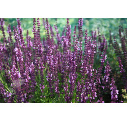 Salvia superba ´Rose Queen´ / Šalvia nádherná, C1,5