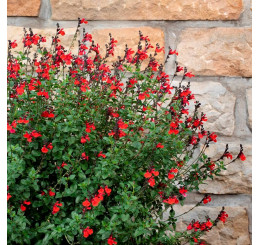 Salvia Salvinio True Red / Šalvia, bal. 6 ks sadbovačov