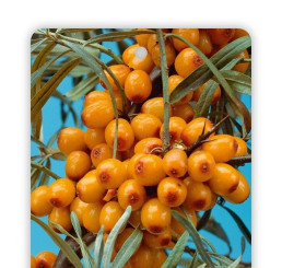 Hippophae rhamnoides 'Friesdorfer Orange´ / Rakytník rašetliakový, samoopelivý, K9