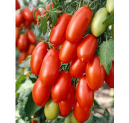 Rajčiny Mini San-Marzano'Caprese' F1, prirodzene rezistentné , štepená rastlina, K12