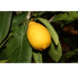 Citrus limon ´Santa Catarina´ / Citrónovník, 25-40 cm, C2