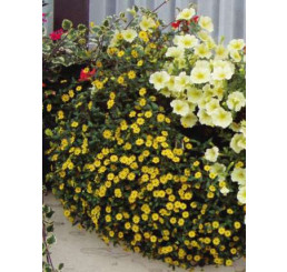 Sanvitalia proc. PW® Superbini / Sanvitália plazivá, bal. 6 ks sadbovačov