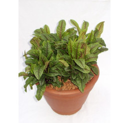 Rumex sanguineus BIO / Štiav červenolistý, K12