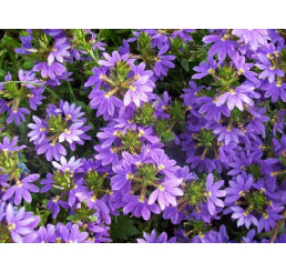 Scaevola Ventia Blue / Vejárovka, bal. 6 ks sadbovačov