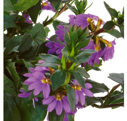 Scaevola WFL® Scalora Saphira / Vejárovka, bal. 3 ks, 3x K7