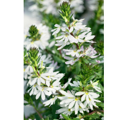 Scaevola aemula Ventia White / Vejárovka , K7