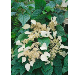 Schizophragma hydrangeoides ´Moonlight´ / Popínavá hortenzia , 40-50-cm, C3