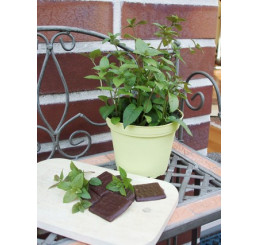 Mentha x piperita Chocolate BIO / Čokoládová mäta, K12 