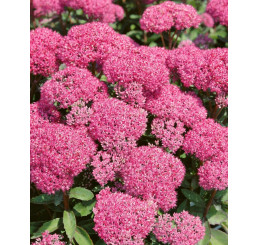 Sedum spectabile ´Carl´ / Rozchodník, K9